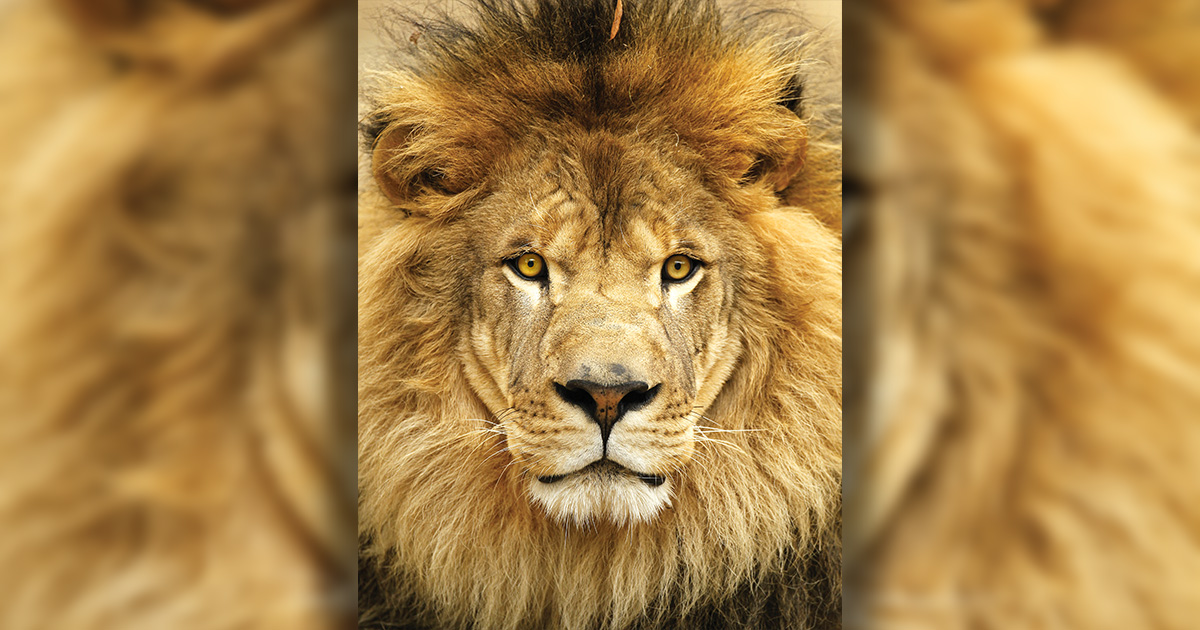 UNA's beloved lion, Leo III, passed away Thursday, May 2, 2024, after a brief illness. He was 21.